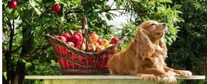 CircleUp Insights Investing in the Pet industry